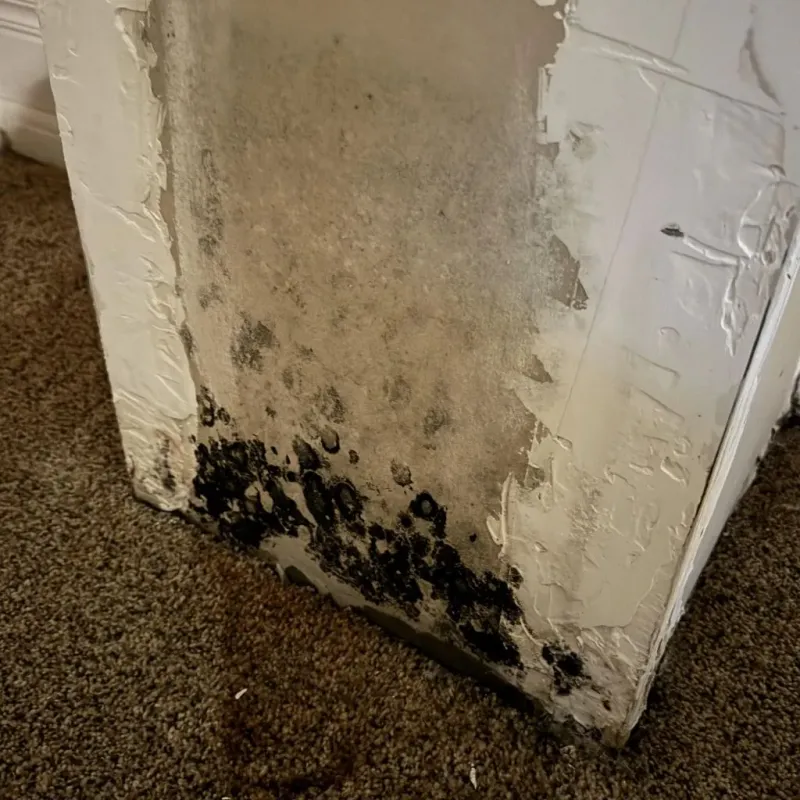 Professional Mold Removal in Havelock, NC